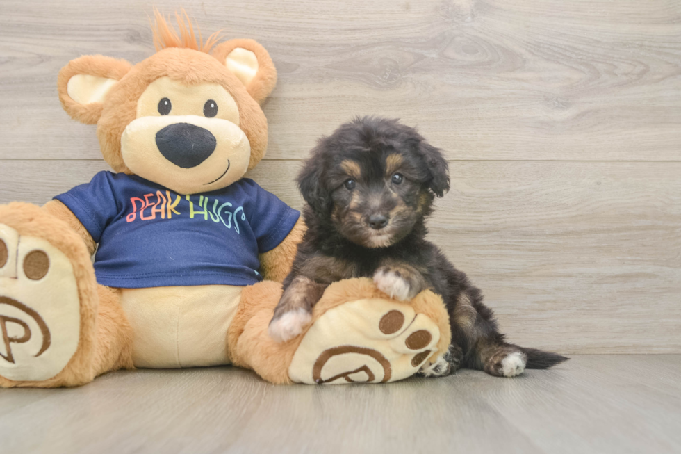 Hypoallergenic Aussiepoo Poodle Mix Puppy