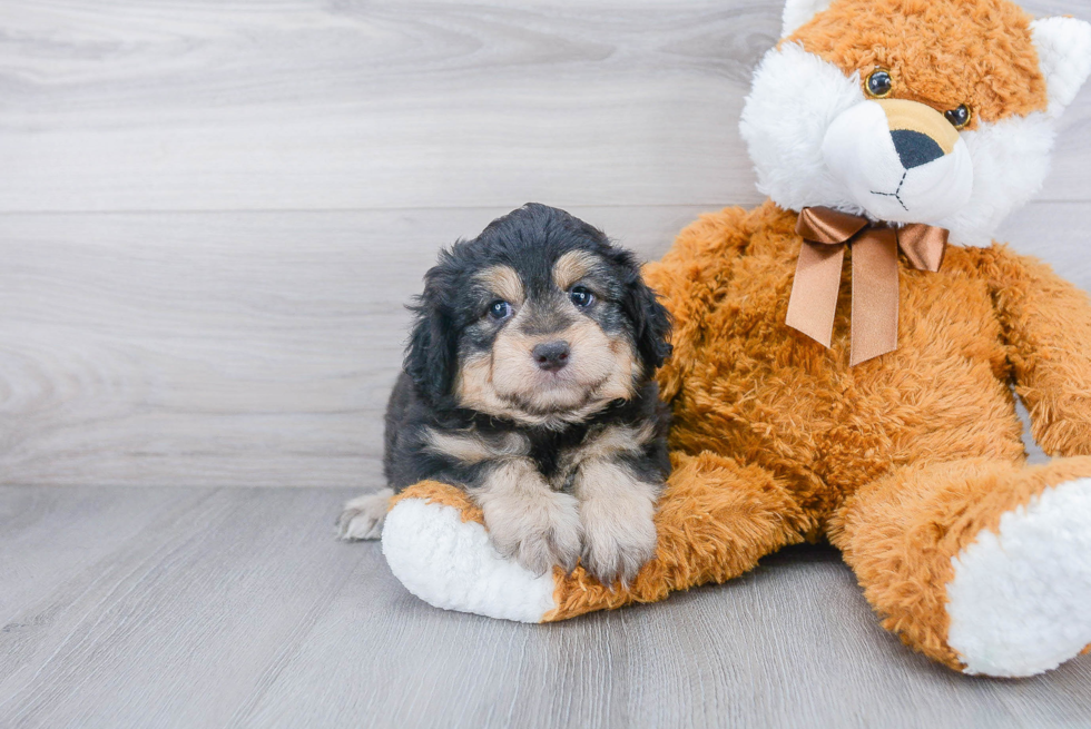 Hypoallergenic Aussiepoo Poodle Mix Puppy