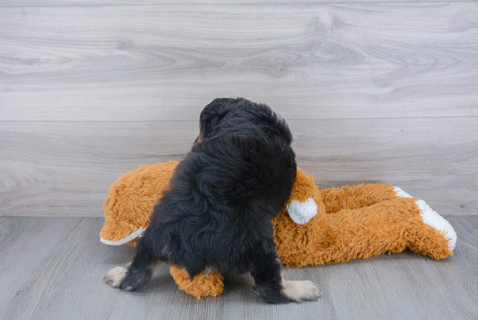 Happy Mini Aussiedoodle Baby