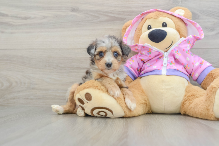 Small Mini Aussiedoodle Baby