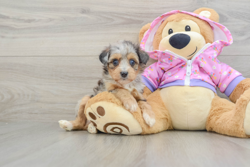 Small Mini Aussiedoodle Baby