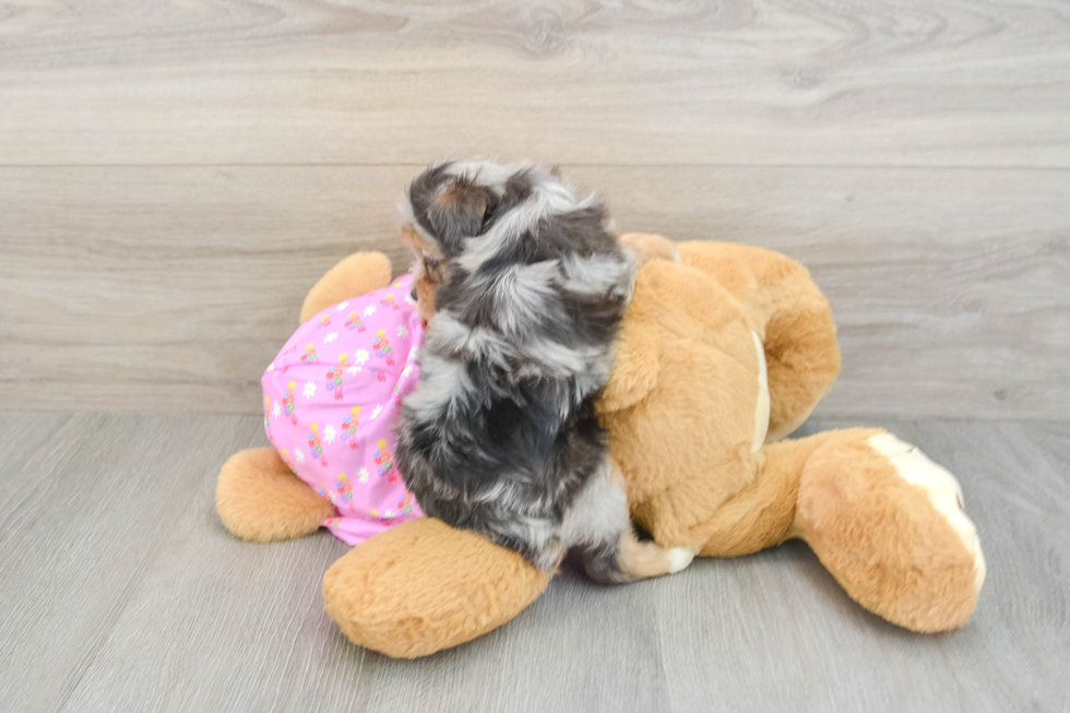 Friendly Mini Aussiedoodle Baby