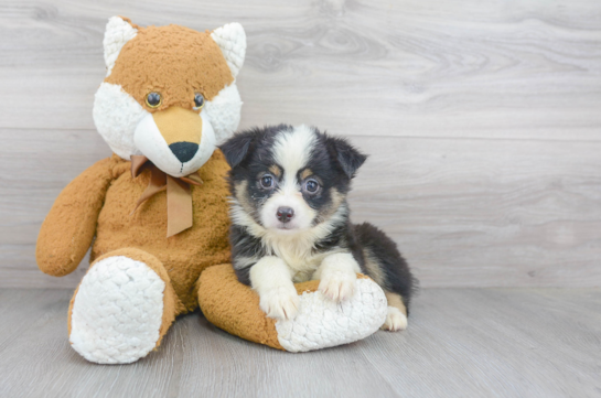 Funny Mini Aussie Purebred Pup