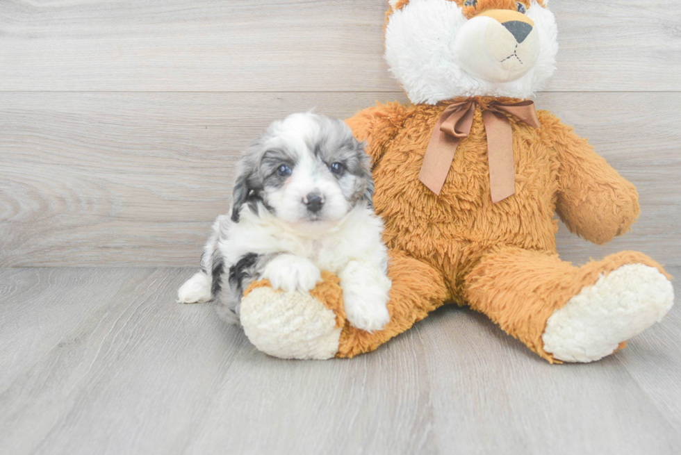 Funny Mini Aussiedoodle Poodle Mix Pup