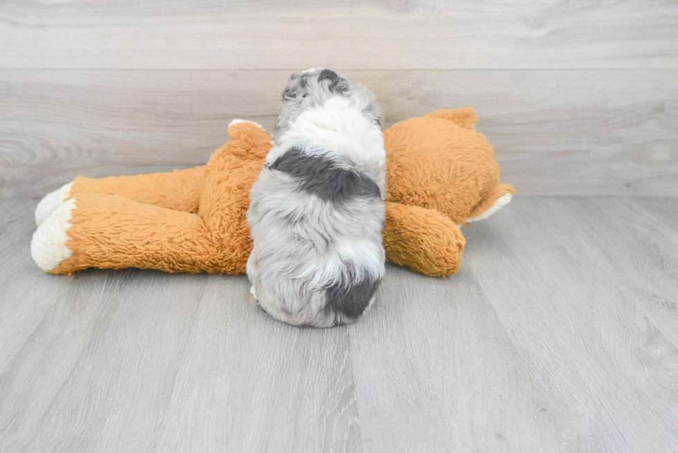 Mini Aussiedoodle Pup Being Cute