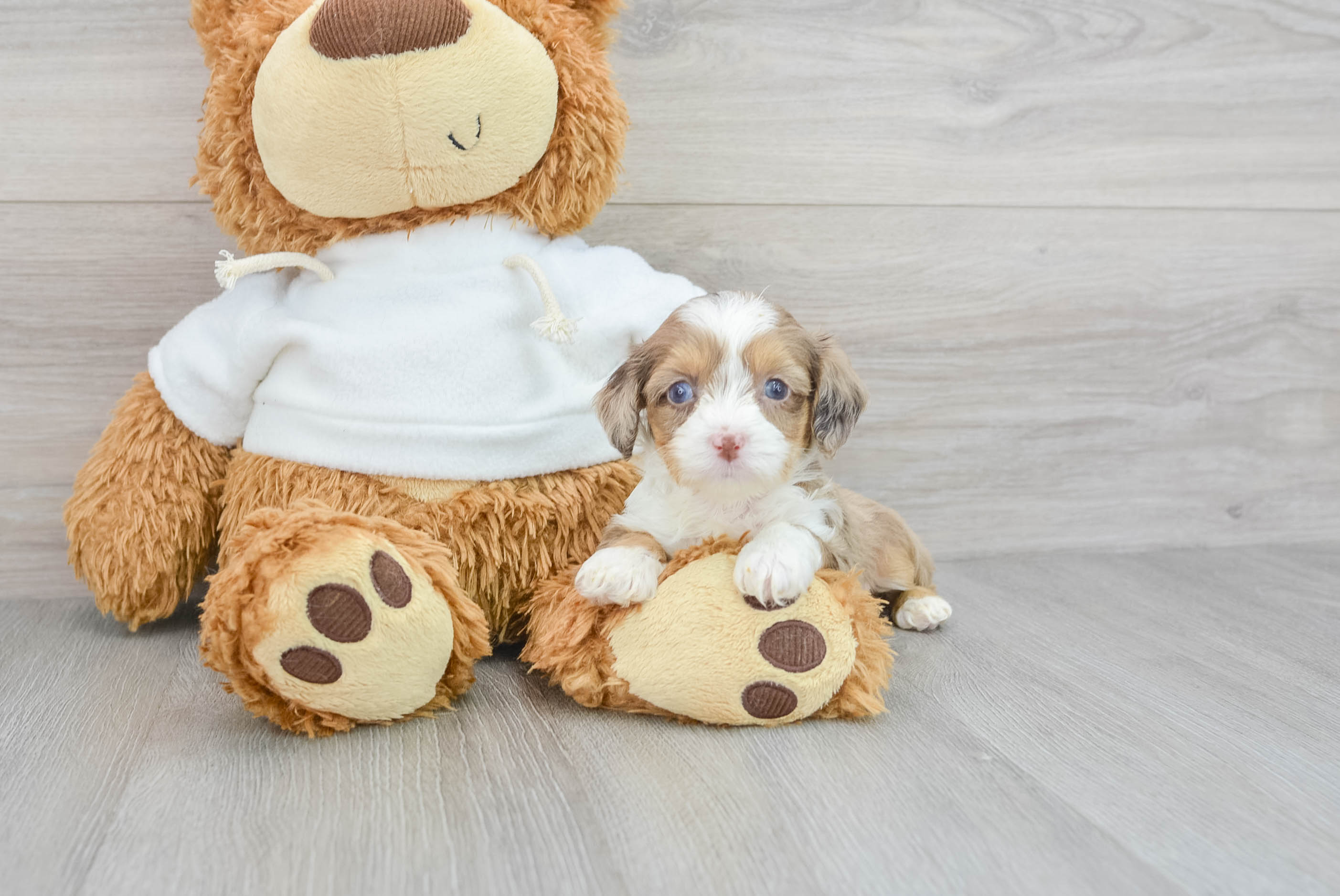 Best Mini Aussiedoodle Baby