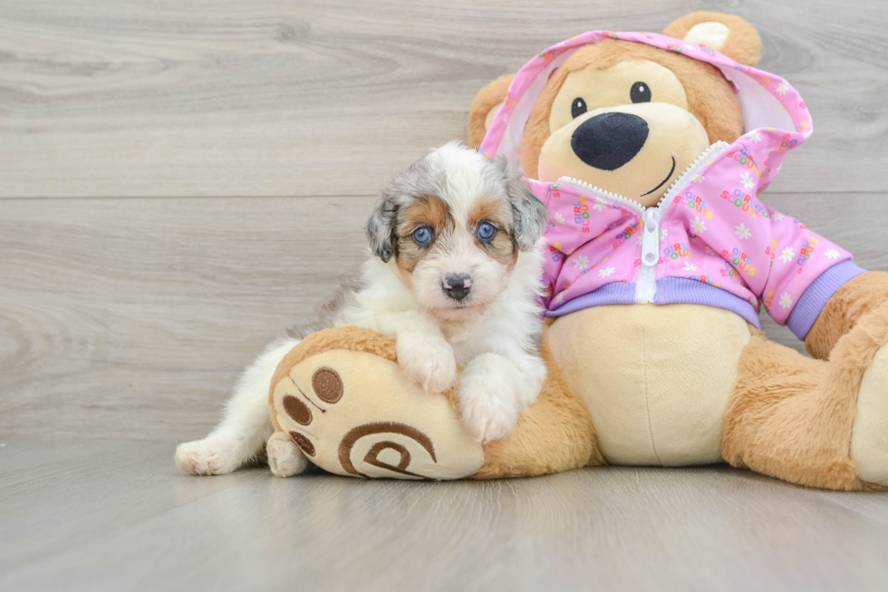 Mini Aussiedoodle Pup Being Cute