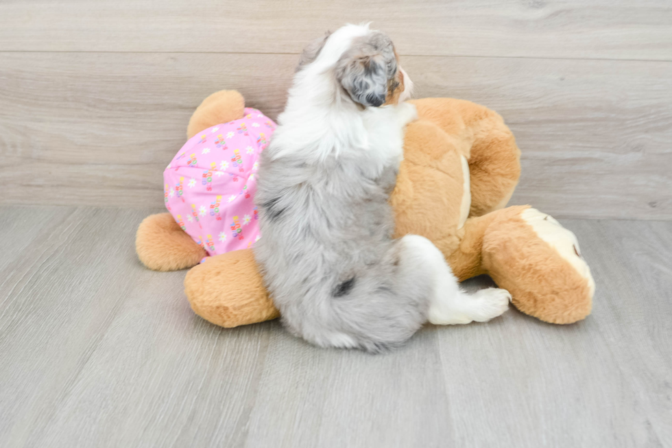 Mini Aussiedoodle Pup Being Cute