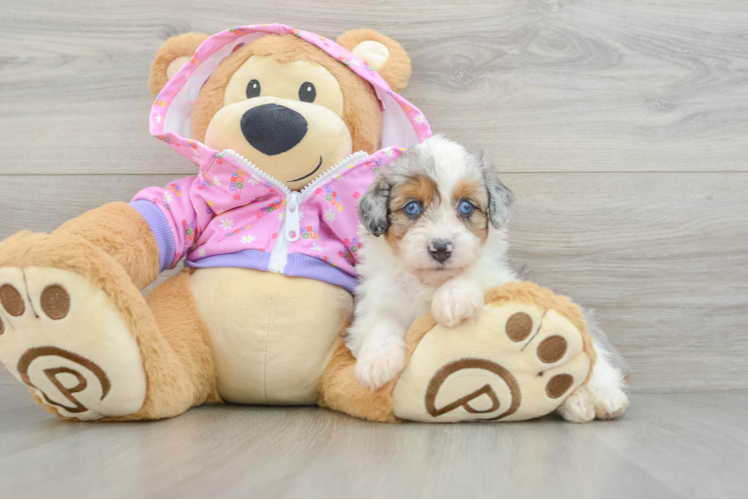 Cute Mini Aussiedoodle Baby