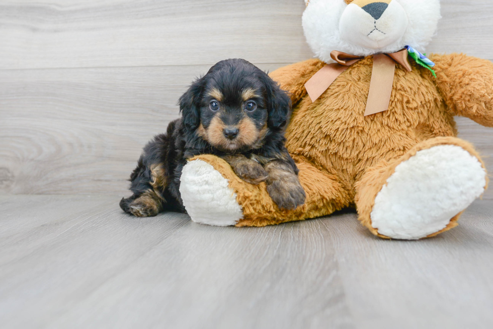 Little Aussiepoo Poodle Mix Puppy