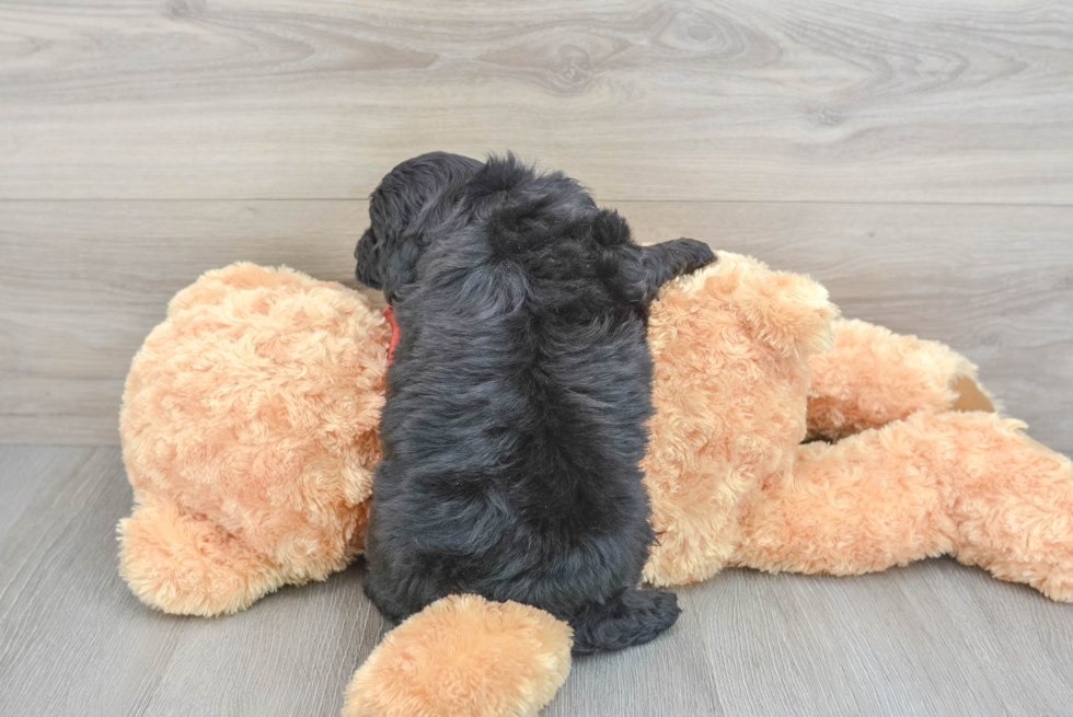 Adorable Aussiepoo Poodle Mix Puppy