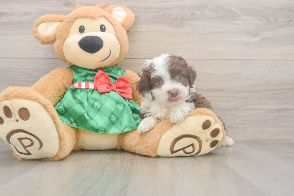 Popular Mini Aussiedoodle Poodle Mix Pup