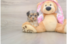 Mini Aussiedoodle Pup Being Cute