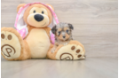 Little Mini Aussiepoo Poodle Mix Puppy