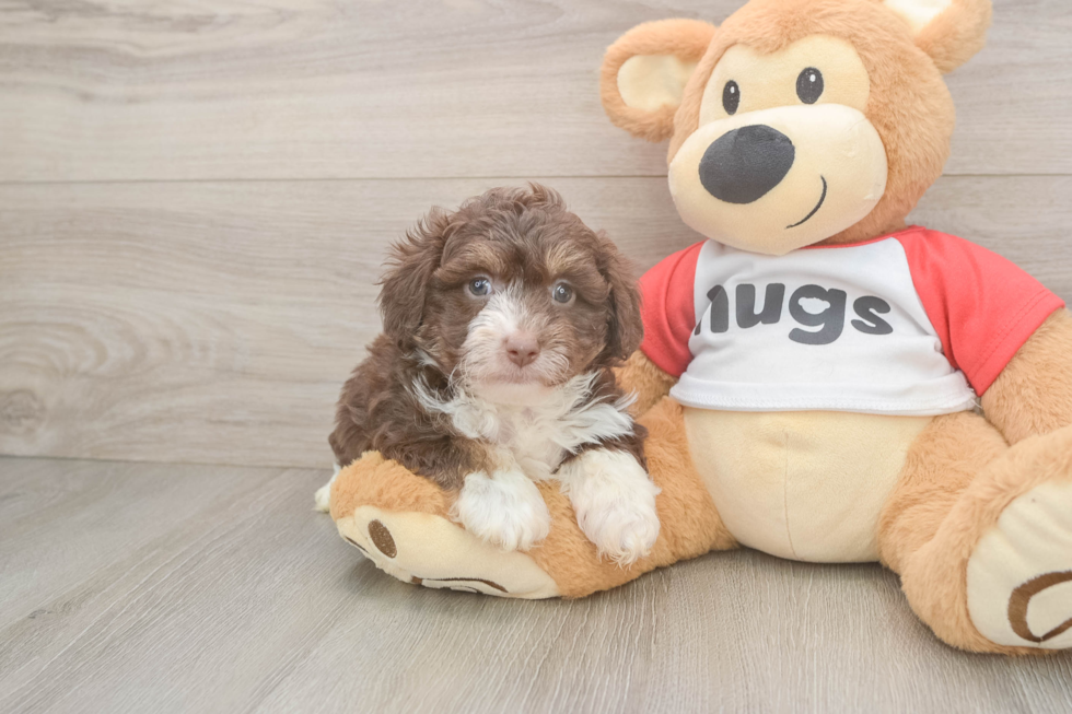 Adorable Mini Australian Shepherd X Poodle Mix Poodle Mix Puppy