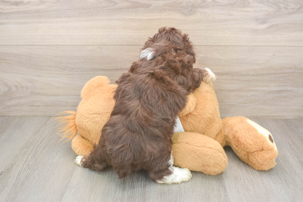 Little Mini Aussiepoo Poodle Mix Puppy