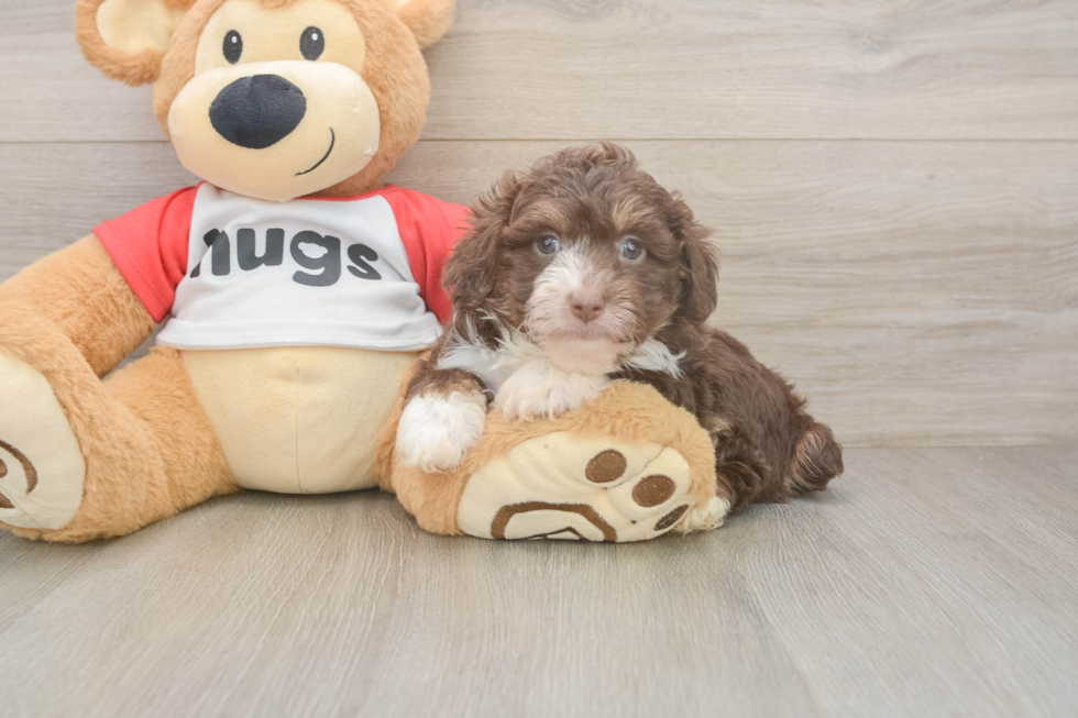 Mini Aussiedoodle Pup Being Cute