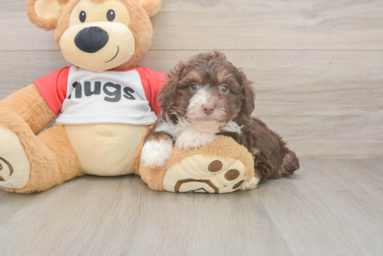 Mini Aussiedoodle Pup Being Cute