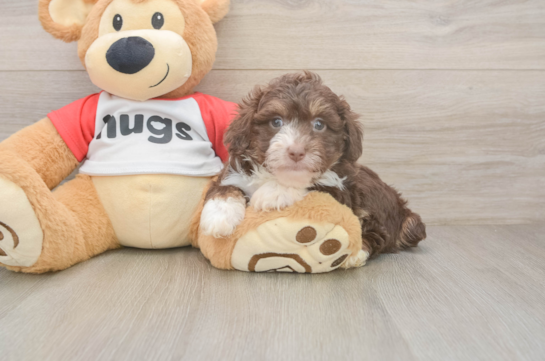 Mini Aussiedoodle Pup Being Cute