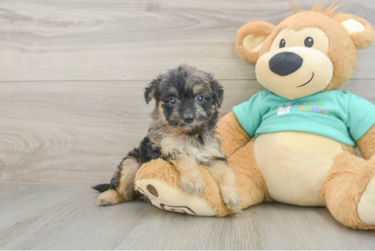 Best Mini Aussiedoodle Baby