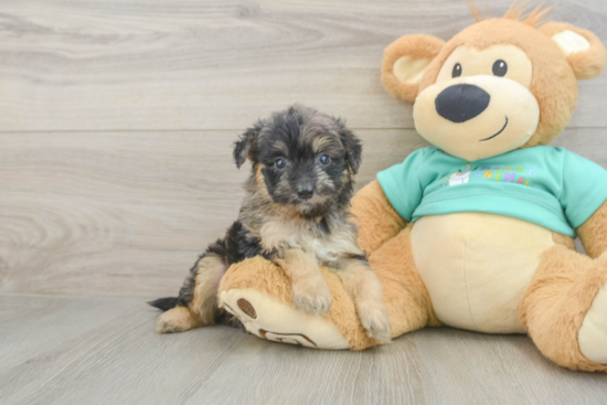 Best Mini Aussiedoodle Baby