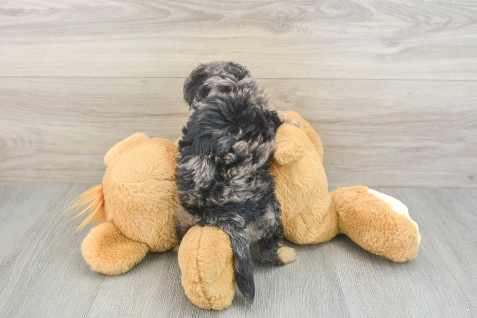 Cute Mini Aussiedoodle Baby