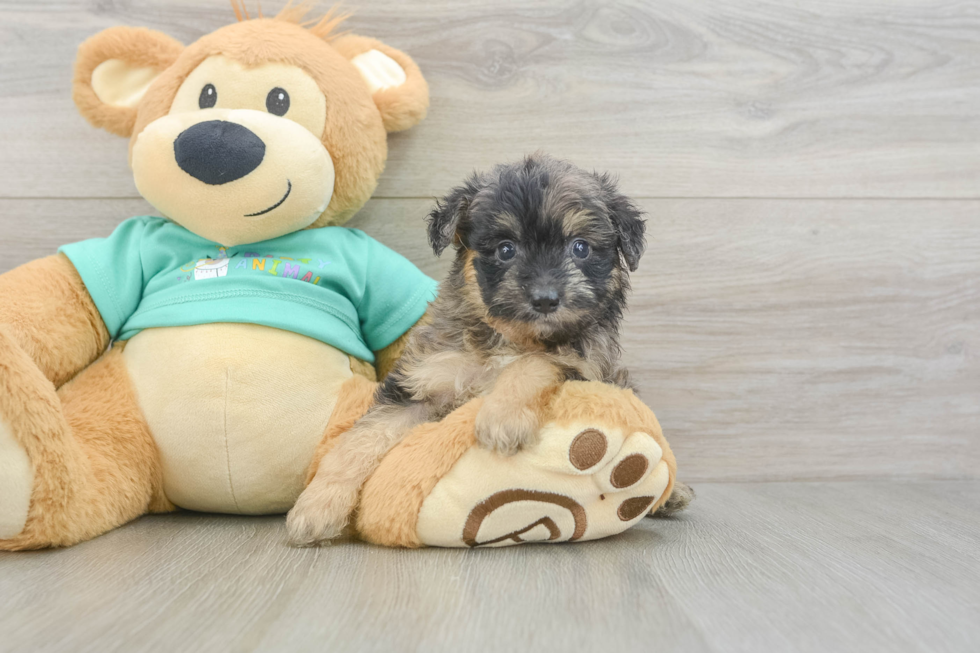 Friendly Mini Aussiedoodle Baby