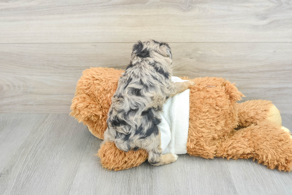 Sweet Mini Aussiedoodle Baby