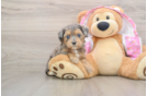 Playful Mini Aussiepoodle Poodle Mix Puppy