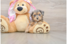 Small Mini Aussiedoodle Baby
