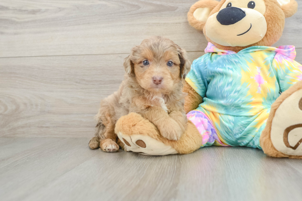 Small Mini Aussiedoodle Baby