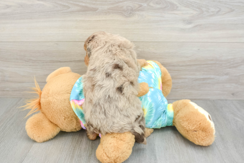 Sweet Mini Aussiedoodle Baby