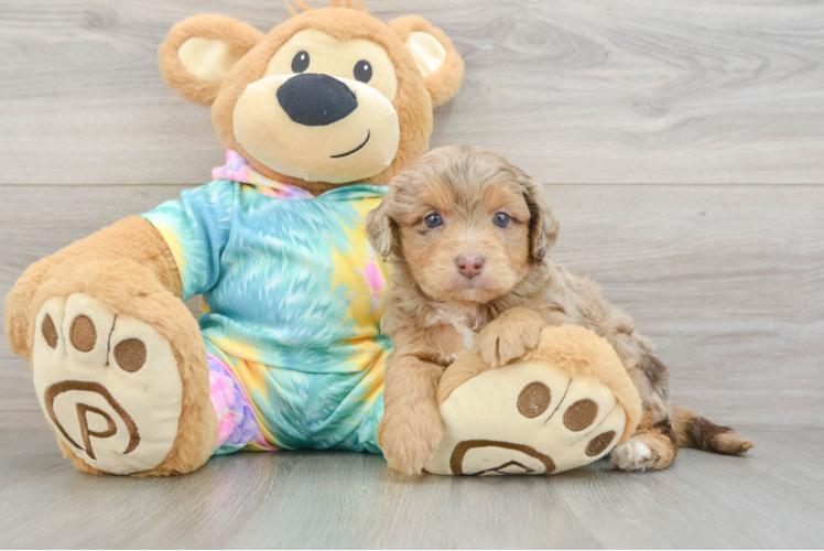Mini Aussiedoodle Pup Being Cute