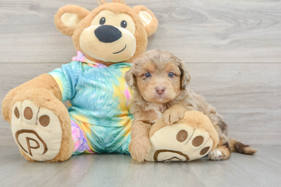 Mini Aussiedoodle Pup Being Cute