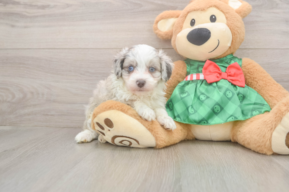 7 week old Mini Aussiedoodle Puppy For Sale - Premier Pups