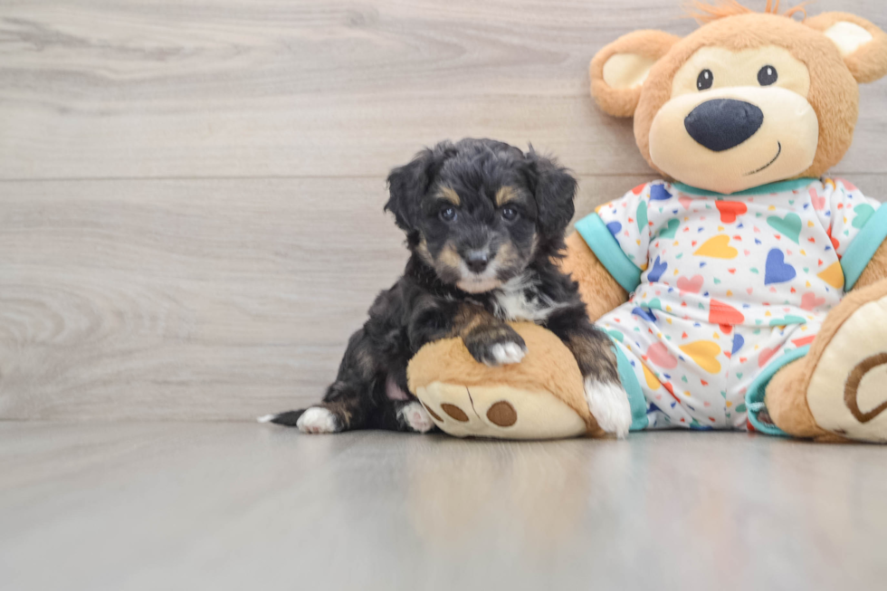 Mini Aussiedoodle Puppy for Adoption
