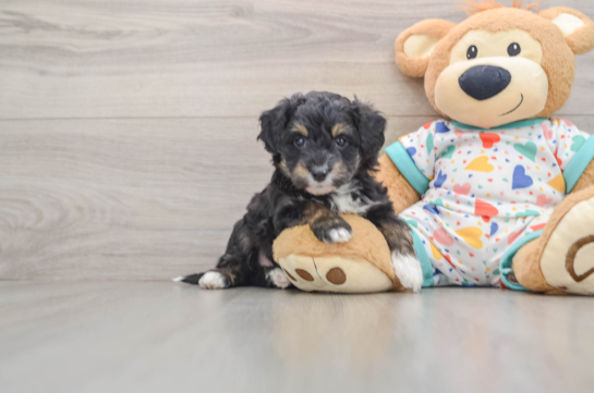 Mini Aussiedoodle Puppy for Adoption