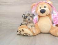 7 week old Mini Aussiedoodle Puppy For Sale - Premier Pups