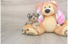 Popular Mini Aussiedoodle Poodle Mix Pup