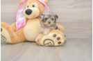 Fluffy Mini Aussiedoodle Poodle Mix Pup
