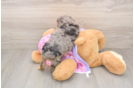Best Mini Aussiedoodle Baby