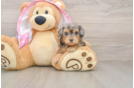 Mini Aussiedoodle Pup Being Cute
