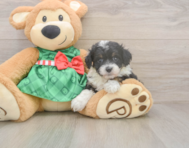 7 week old Mini Aussiedoodle Puppy For Sale - Premier Pups
