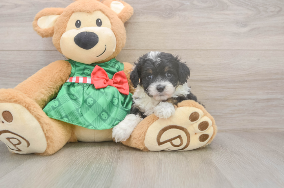7 week old Mini Aussiedoodle Puppy For Sale - Premier Pups