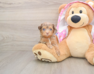 8 week old Mini Aussiedoodle Puppy For Sale - Premier Pups