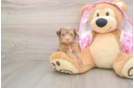 Best Mini Aussiedoodle Baby