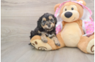 Best Mini Aussiedoodle Baby
