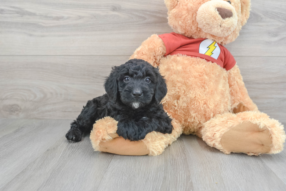 Little Aussiepoo Poodle Mix Puppy