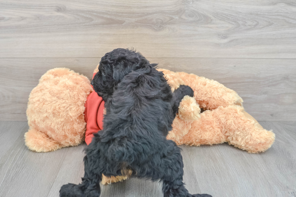 Best Mini Aussiedoodle Baby