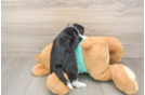Mini Aussiedoodle Pup Being Cute